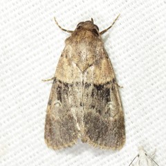 Properigea continens