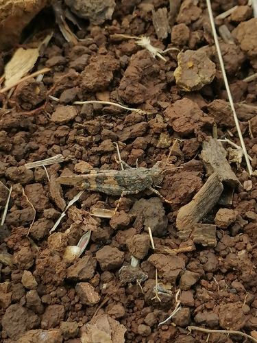 Trimerotropis ochraceipennis