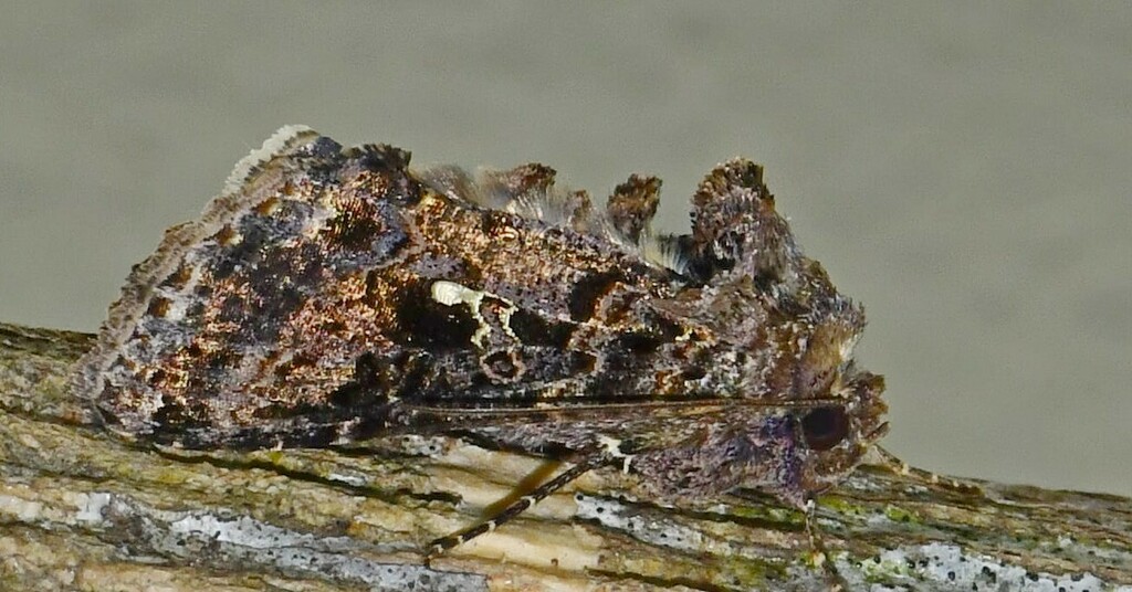 Ctenoplusia caudata