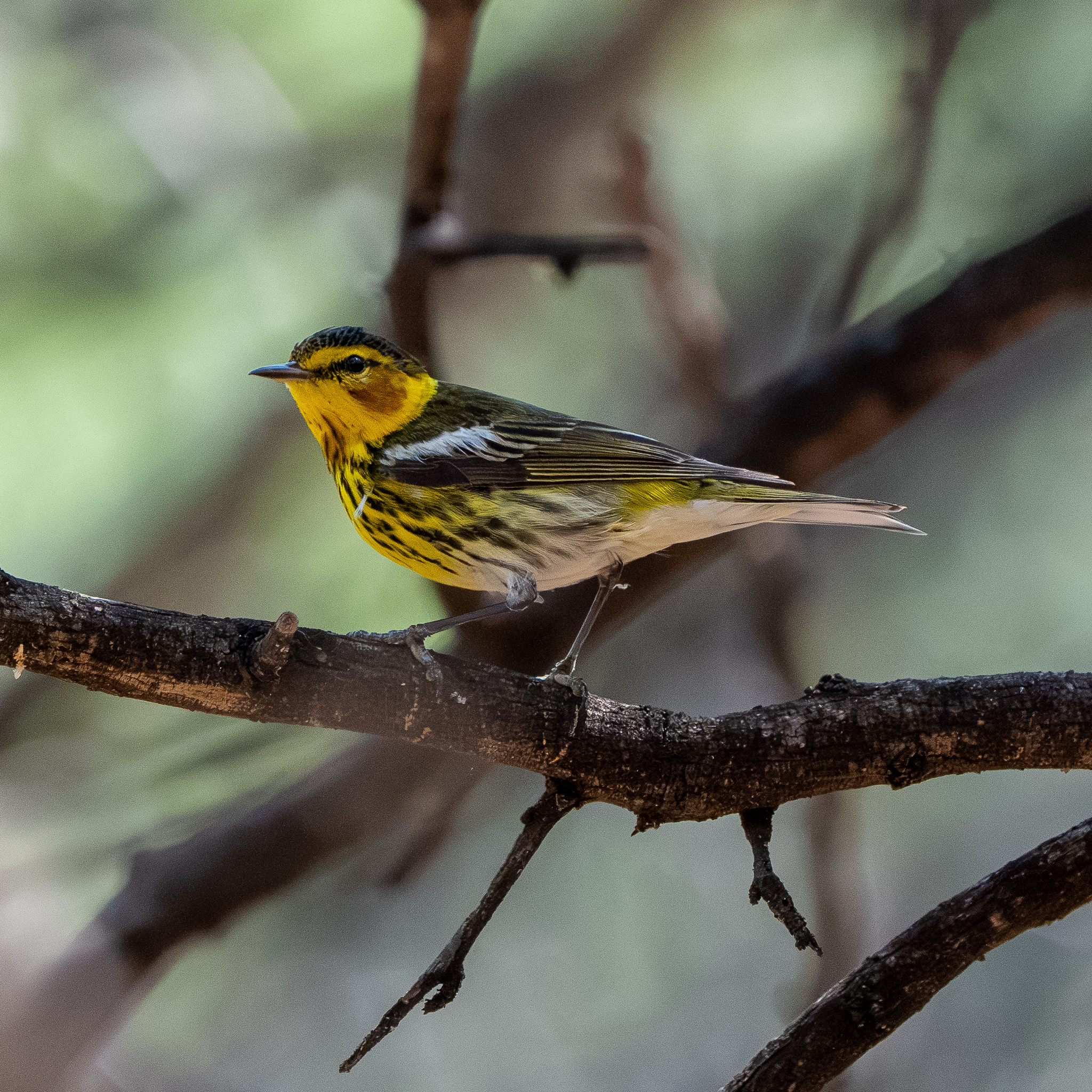 Cape May Warbler (Setophaga tigrina)