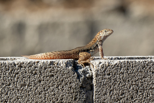 Hispaniolan Dune Curlytail, Leiocephalus sixtoi