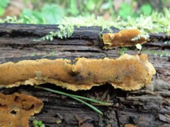 Steccherinum nitidum