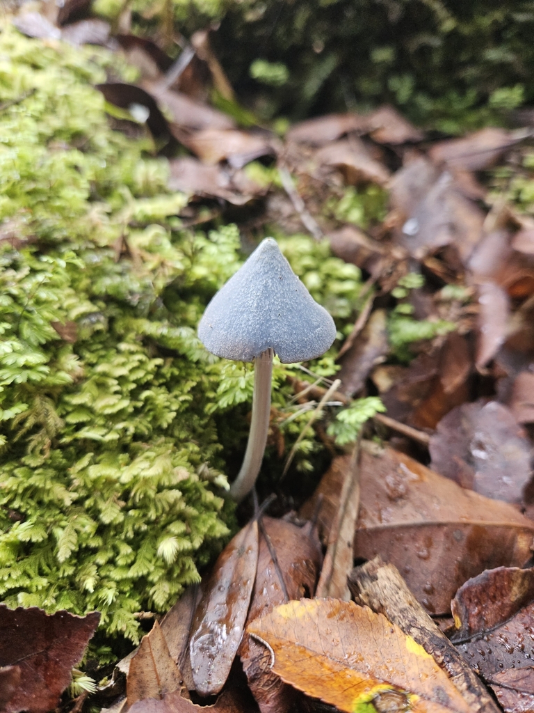 Entoloma hochstetteri · March 2025 · photo: © acnestis (iNaturalist, cc-by-nc)