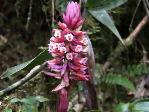 Elleanthus smithii Schltr. 3