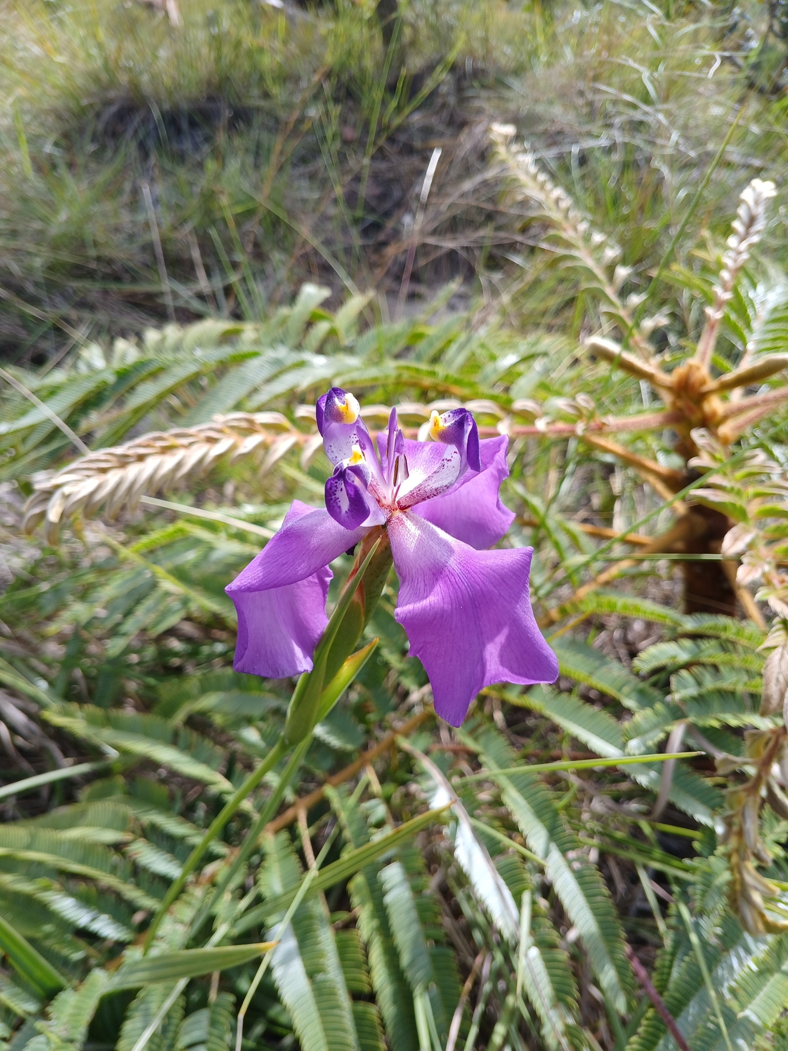 Cipura formosa