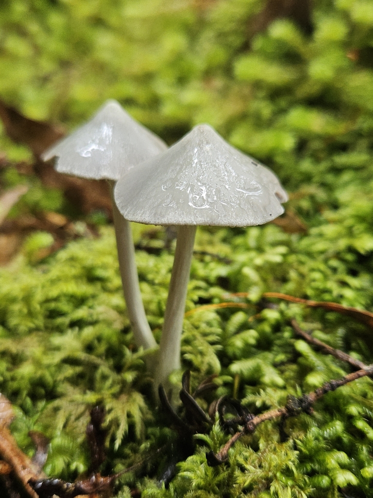 Entoloma canoconicum · March 2025 · photo: © acnestis (iNaturalist, cc-by-nc)
