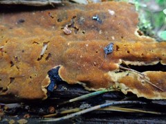 Steccherinum nitidum