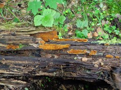 Steccherinum nitidum