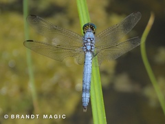 Erythemis collocata