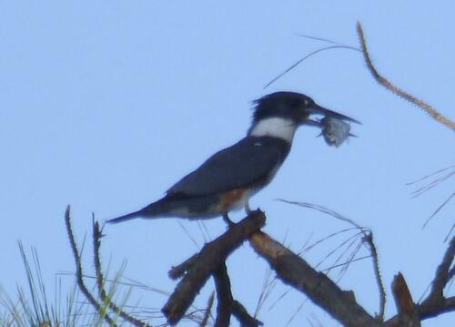 Belted Kingfisher photographed in South Carolina