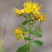 Imperforate St John's-Wort - Photo (c) John, some rights reserved (CC BY-NC), uploaded by John
