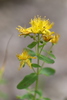 Imperforate St John's-Wort - Photo (c) John, some rights reserved (CC BY-NC), uploaded by John