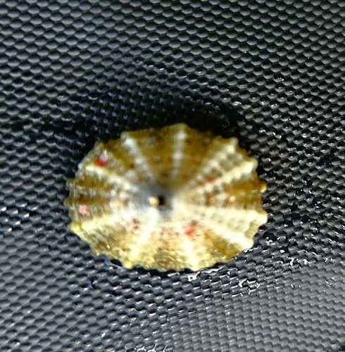 Diodora dysoni observed 2025-03-03