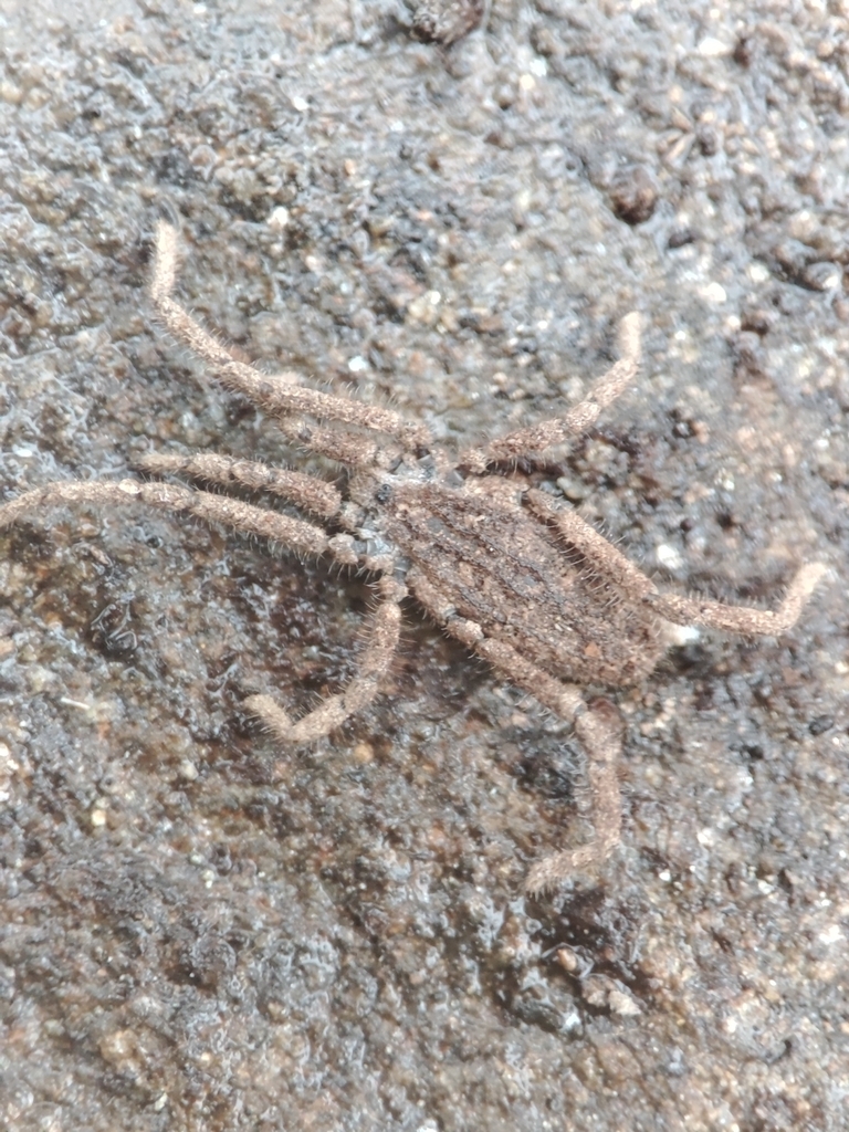 Calathocratus algarvensis