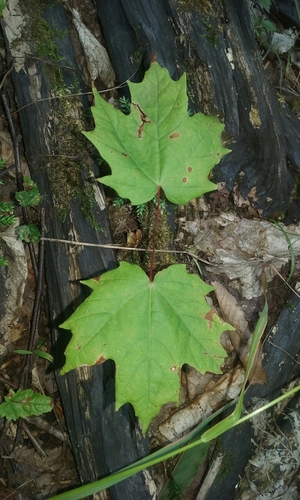 Sugar Maple