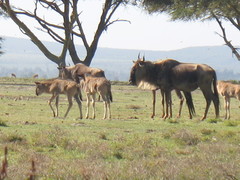 Connochaetes taurinus albojubatus