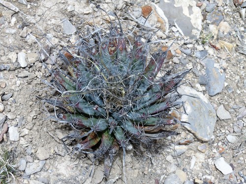 Leuchtenbergia