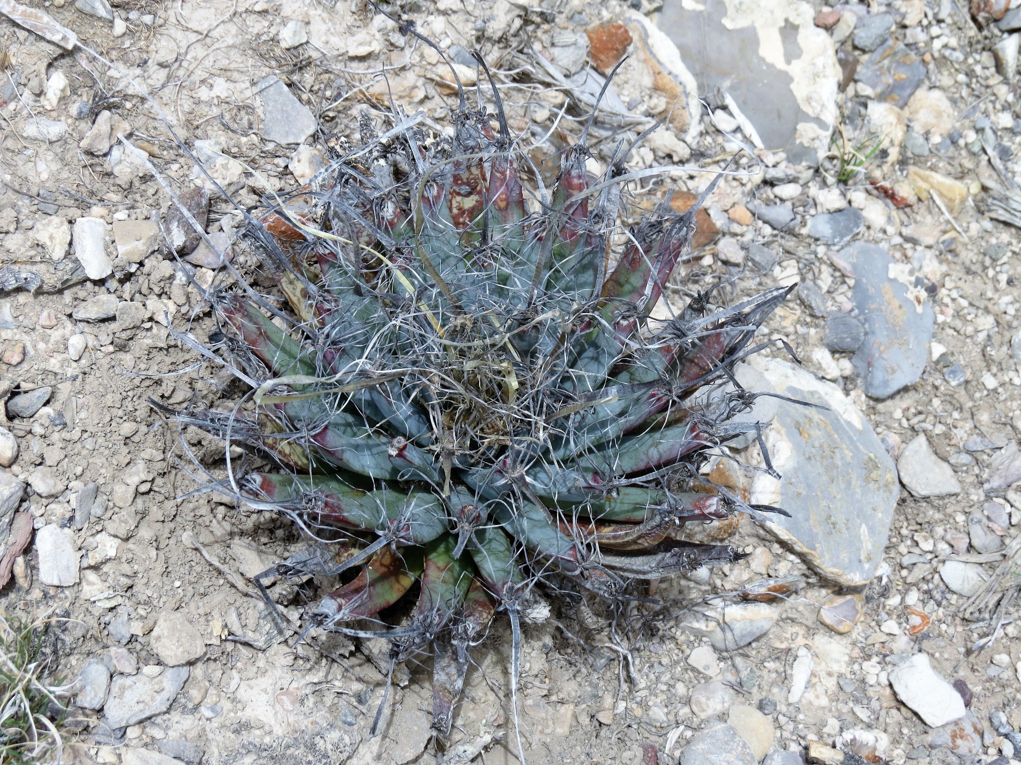 Leuchtenbergia