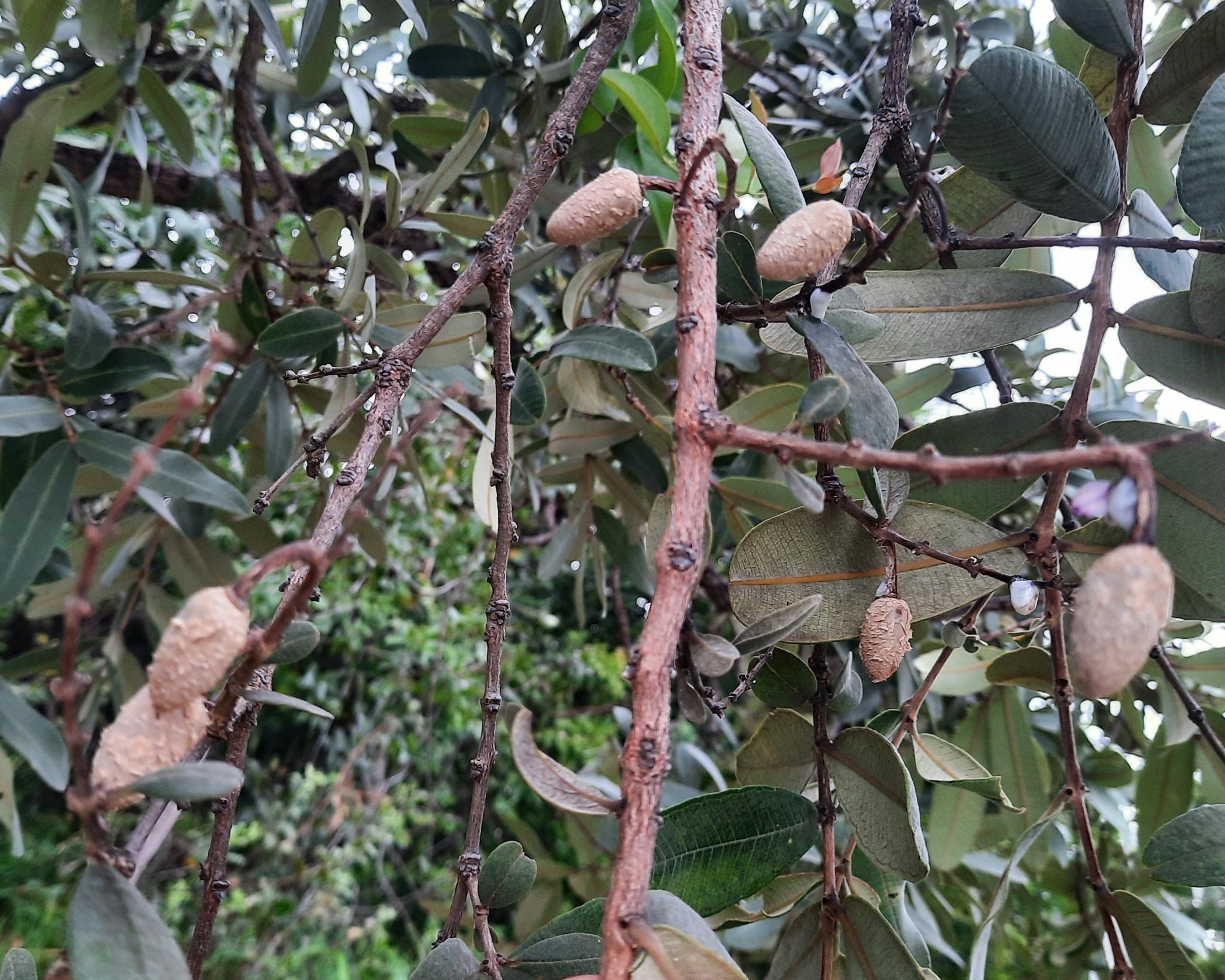 Imagem de Pau-terra