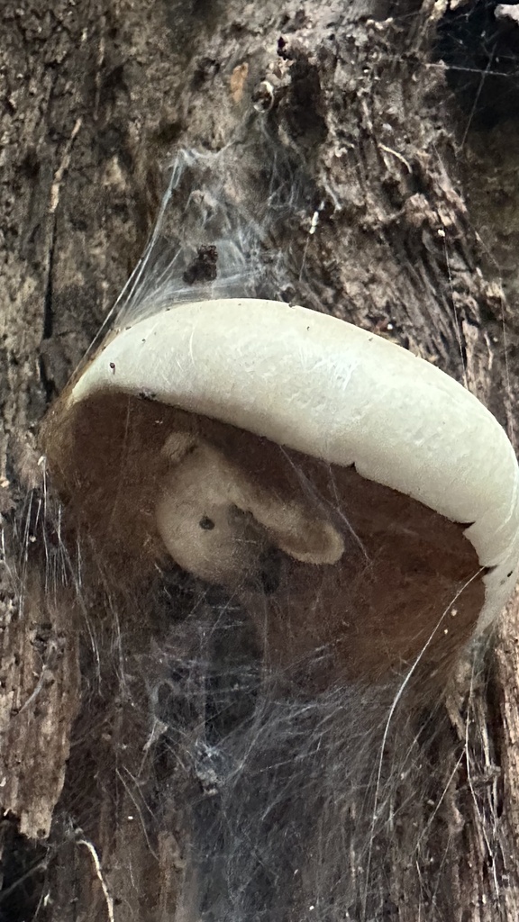 Cyclocybe parasitica · March 2025 · photo: © outinthefield (iNaturalist, cc-by)