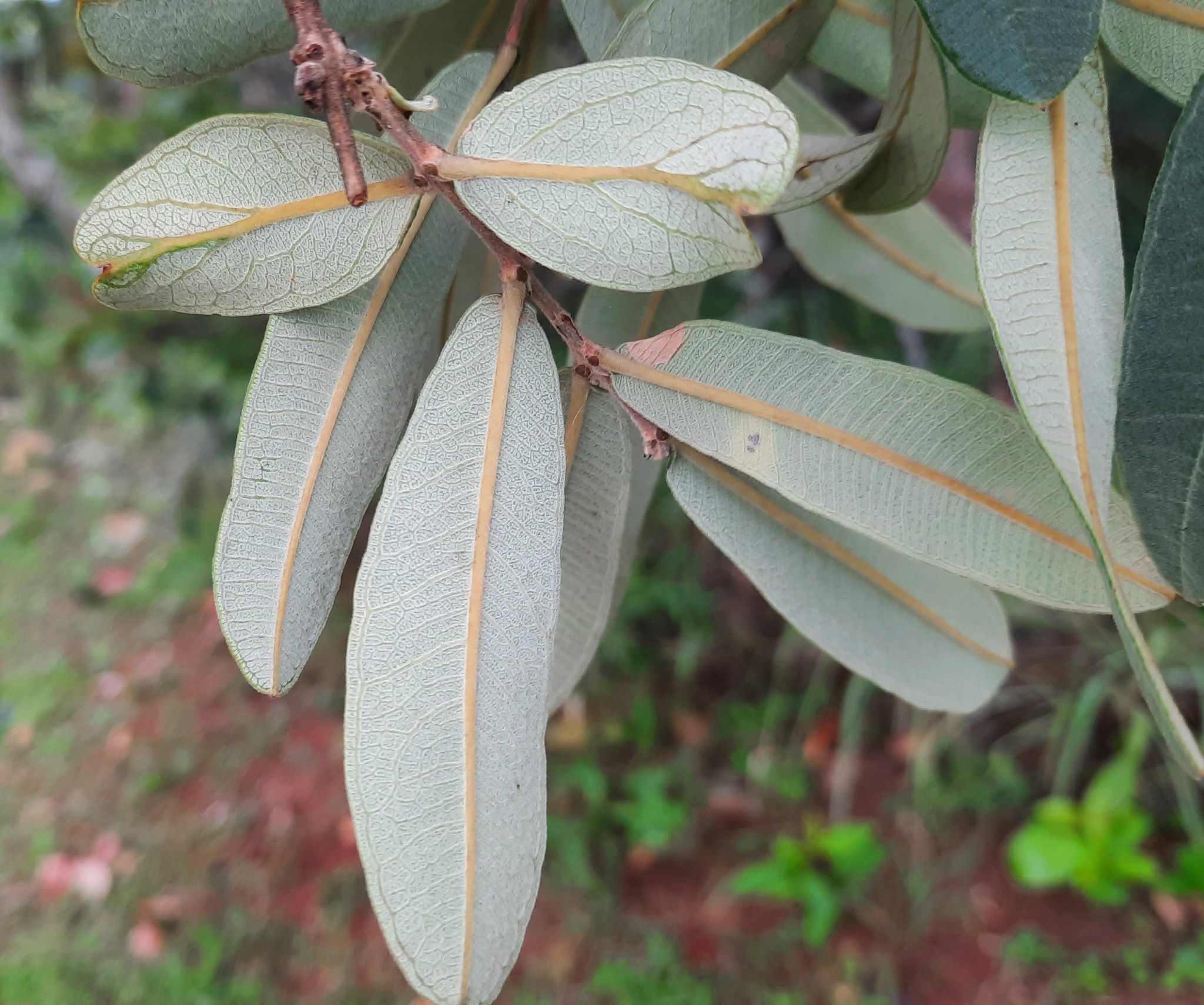 Imagem de Pau-terra