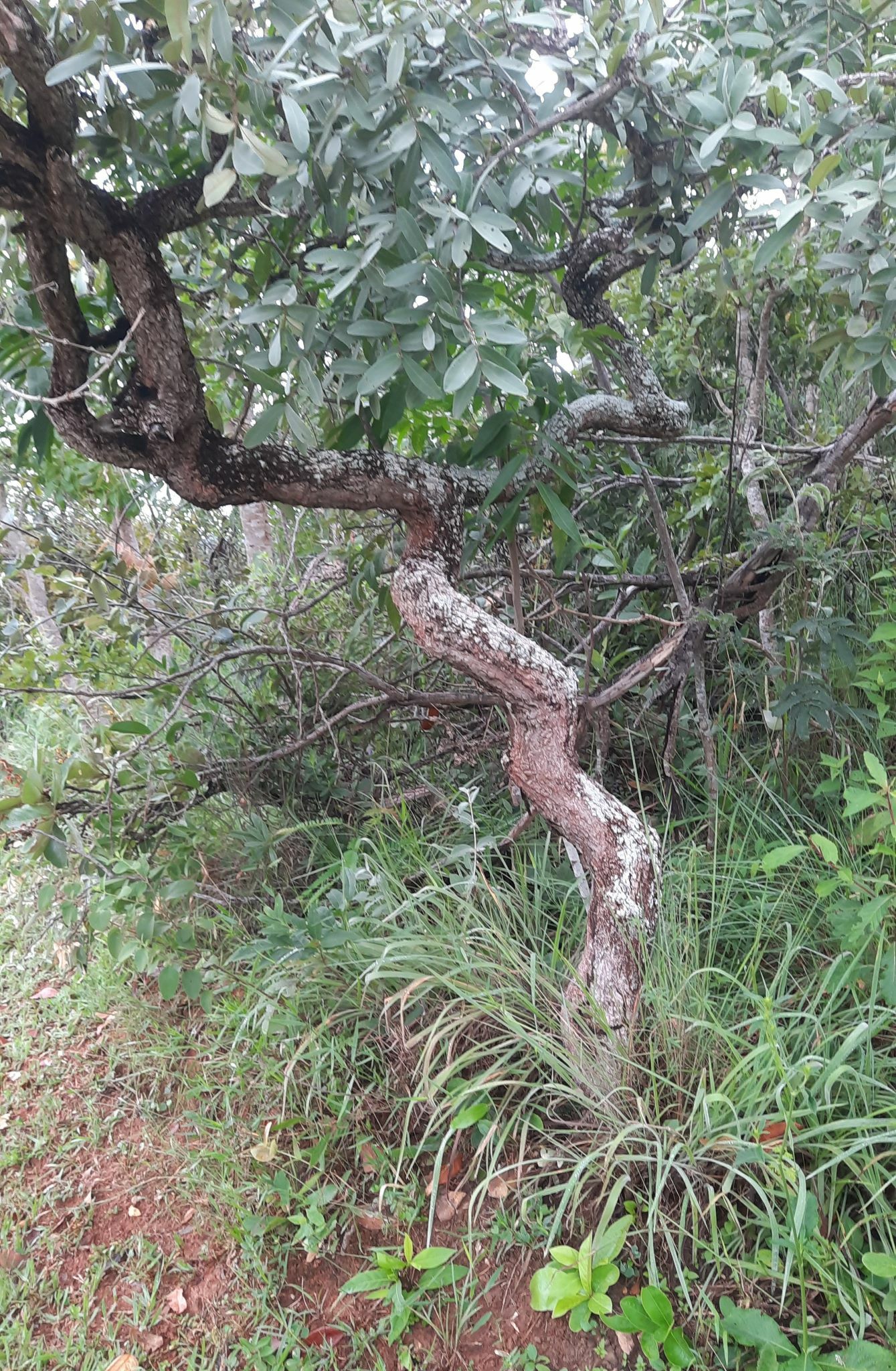 Imagem de Pau-terra