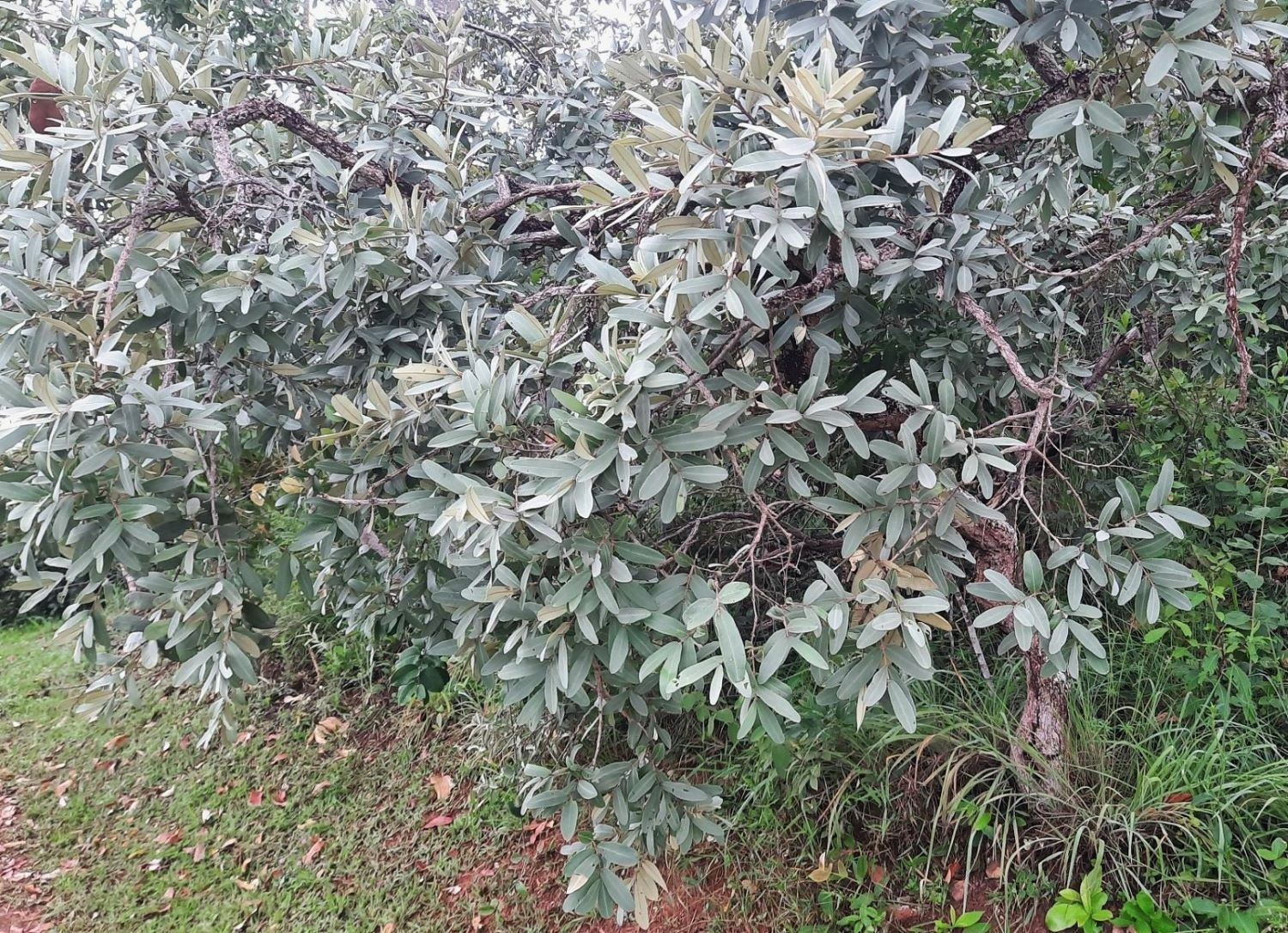 Imagem de Pau-terra