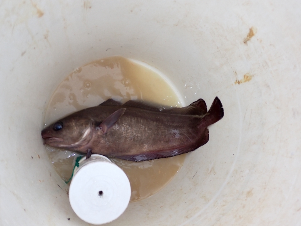 Patagonian cod (Salilota australis) — Moridae