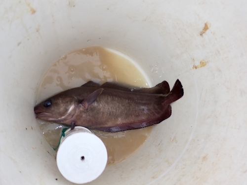 Patagonian cod (Salilota australis) — Moridae