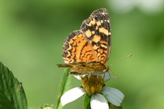 Anthanassa frisia