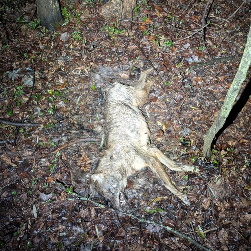 Coyote photographed in Maryland