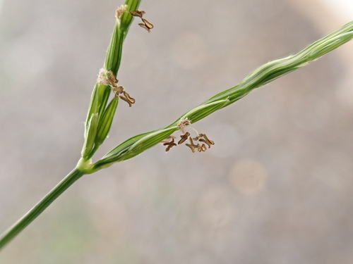 Digitaria radicosa iNat (2)
