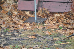 Junco hyemalis cismontanus