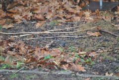 Junco hyemalis cismontanus
