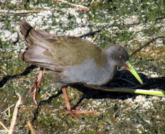 Pardirallus sanguinolentus