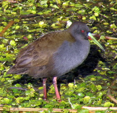 Pardirallus sanguinolentus