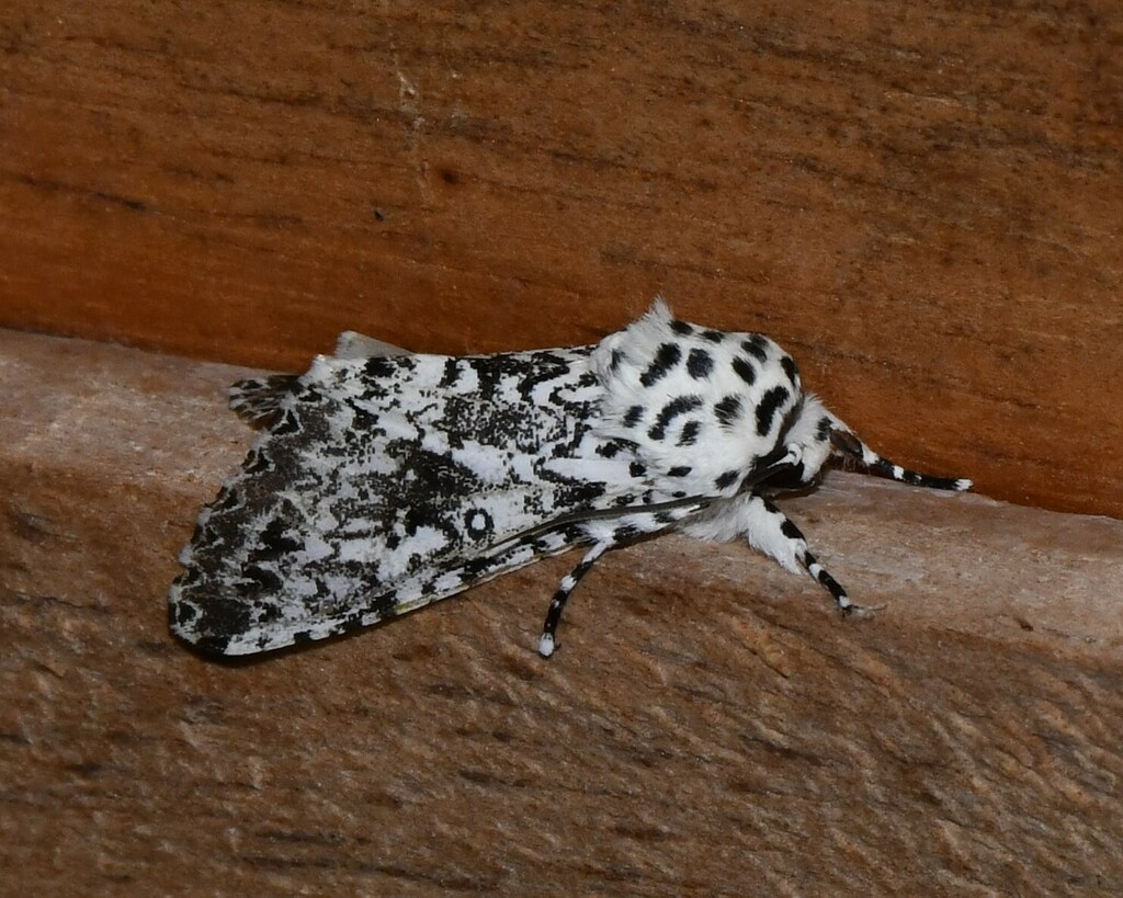 Lichnoptera illudens