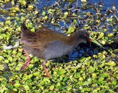 Pardirallus sanguinolentus