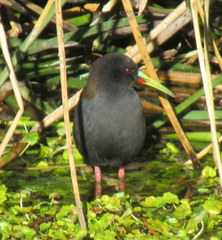 Pardirallus sanguinolentus