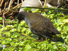 Pardirallus sanguinolentus