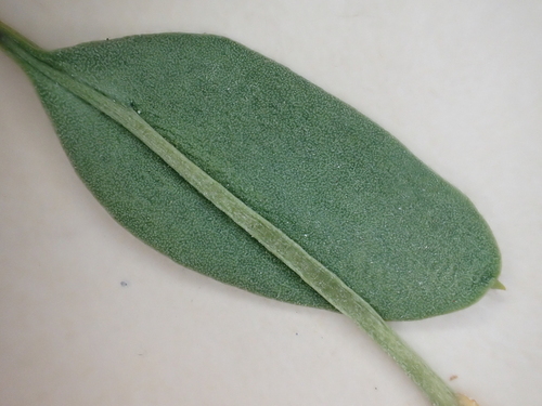 Ophioglossum polyphyllum observed 2025-03-06
