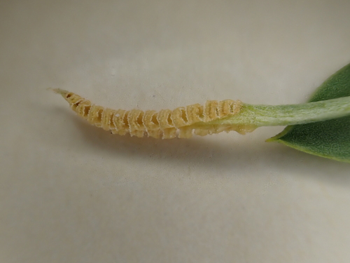 Ophioglossum polyphyllum observed 2025-03-06