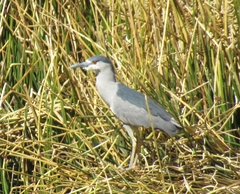 Nycticorax nycticorax