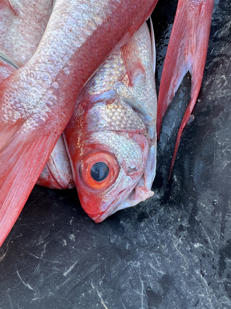 Koningssnapper (Etelis oculatus) — Lutjanidae
