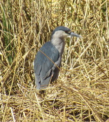Nycticorax nycticorax