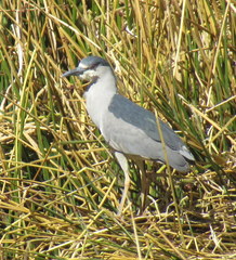 Nycticorax nycticorax