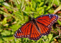 Limenitis archippus floridensis