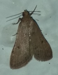 Bostra obsoletalis