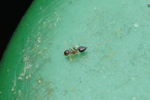 Crematogaster baduviCrematogaster baduvi