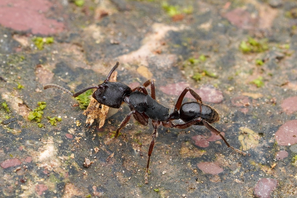 Odontoponera transversa from Tambunan, Sabah, Malaysia on February 1 ...